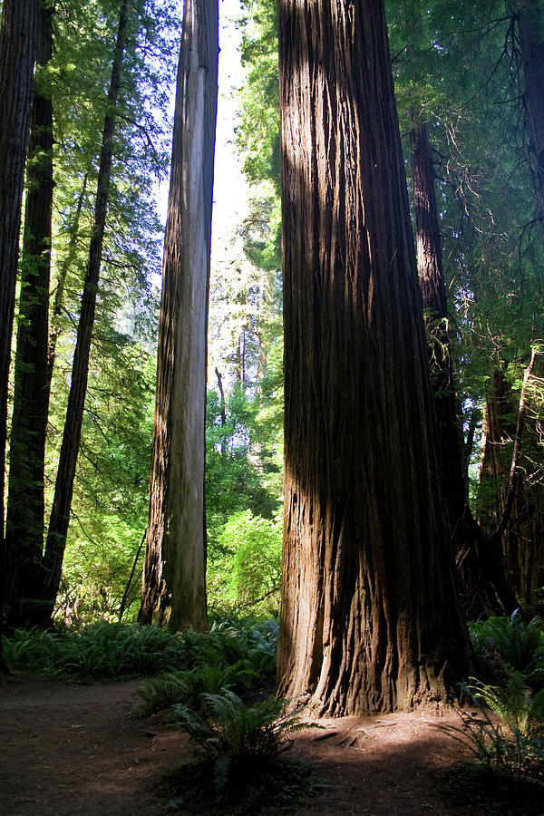 Majestic Redwoods Photograph by Sherrie Triest