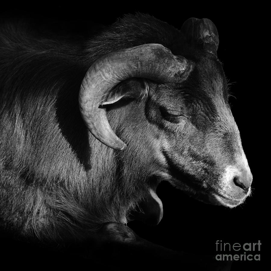Majestic Sheep In Greyscale Photograph by Paul Davenport