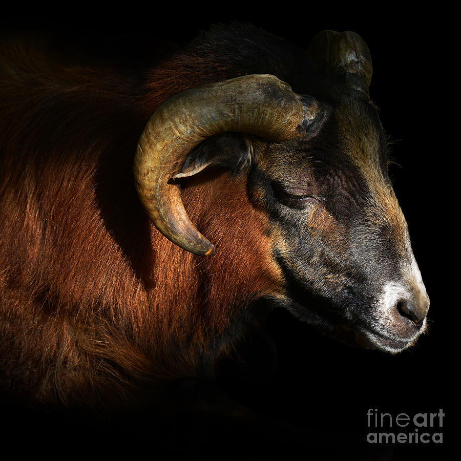 Majestic Sheep Photograph by Paul Davenport