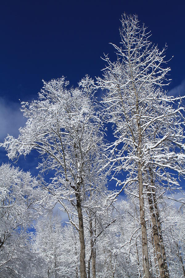 Majestic Snow Covered Trees Photograph by Karen Ruhl