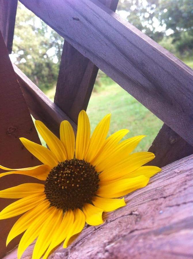 Sunflower Photograph - Majestic Sunflower by Bianca Munoz