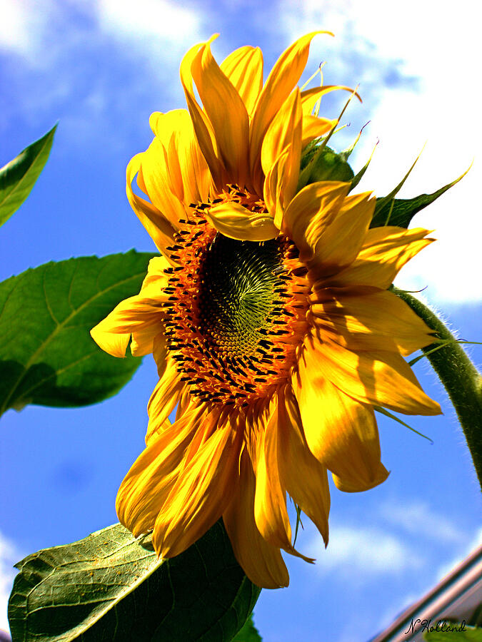 Vincent Van Gogh Photograph - Majestic Sunflower by Natalie Holland