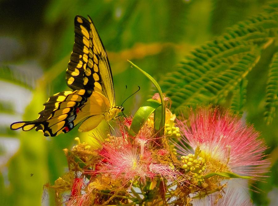 Butterfly Photograph - Majestic Swallowtail  by Dennis Nelson