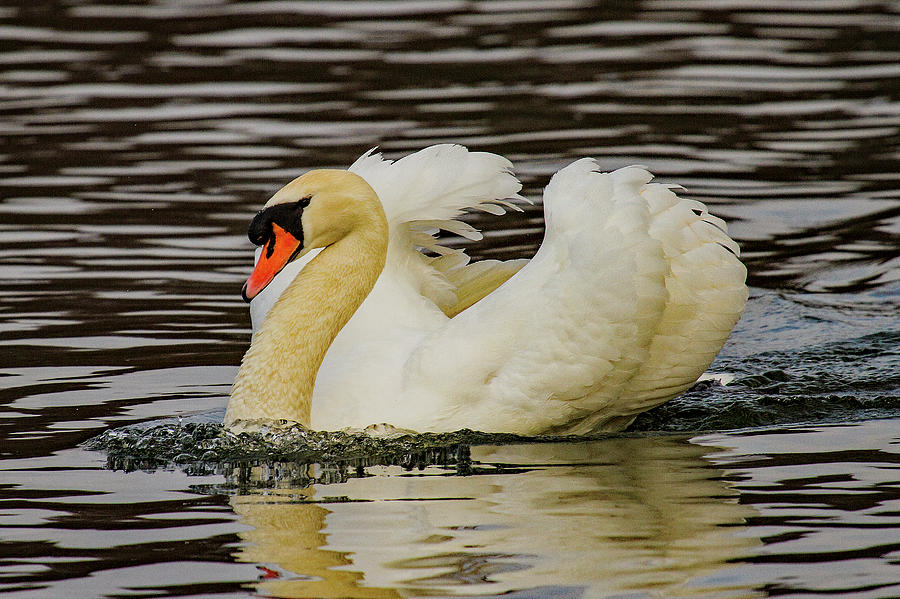 Majestic Swan Photograph by Ed James