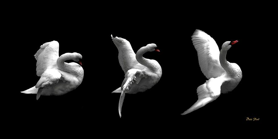 Majestic Swan Triptych Digital Art by Dale   Ford