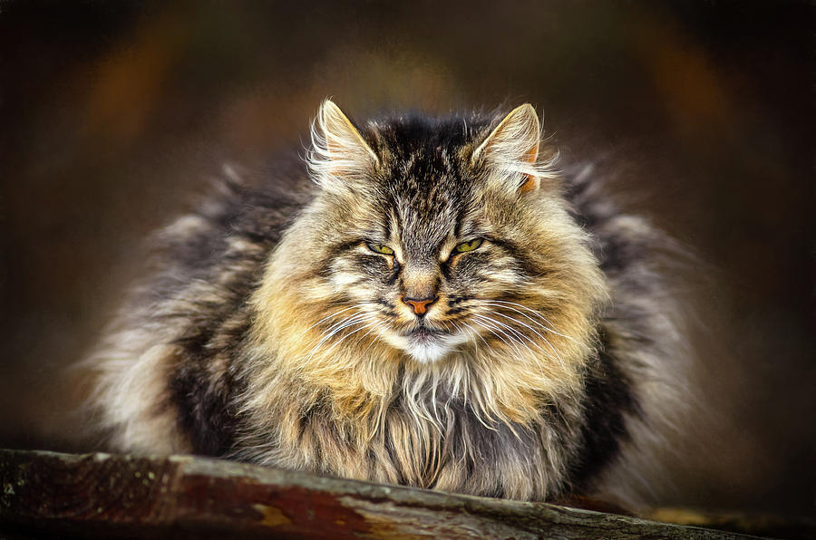 Majestic Tabby Photograph By John Dudak - Fine Art America