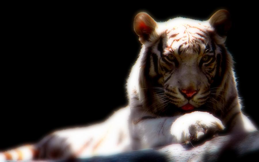 Majestic Tiger Photograph by Amanda Eberly