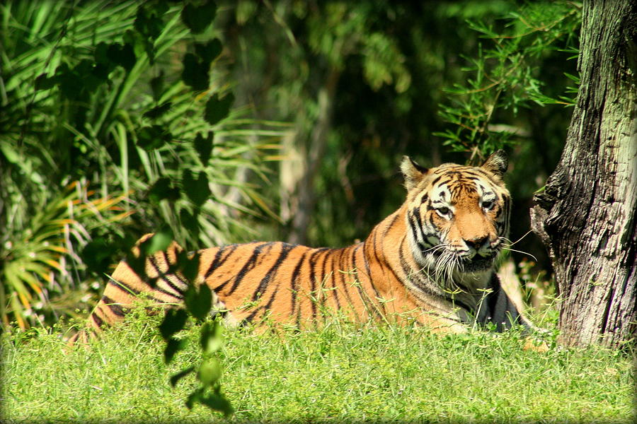 Majestic Tiger Photograph by Anita Hiltz - Fine Art America