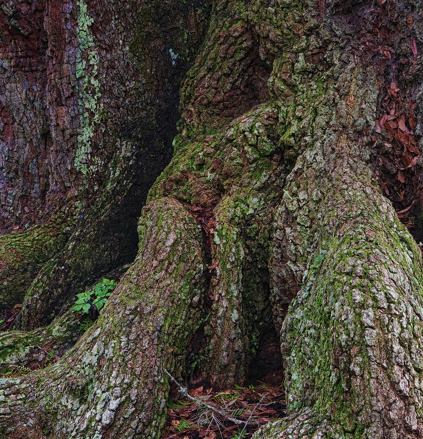 Majestic Tree Trunk Photograph by Richard Rizzo