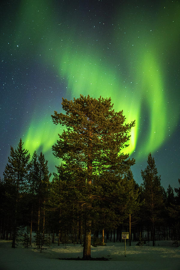 Majestic Tree Under the Northern Lights Karasjok Norway Photograph by Adam Rainoff