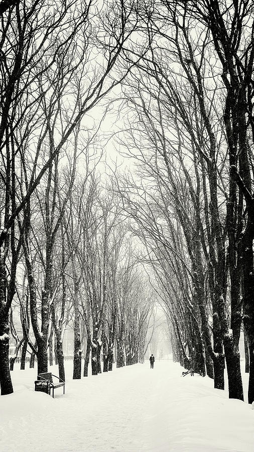 Nature Photograph - Majestic Walk. Chernihiv, 2018. by Andriy Maykovskyi Nature Photograph - Majestic Walk. Chernihiv, 2018. by Andriy Maykovskyi