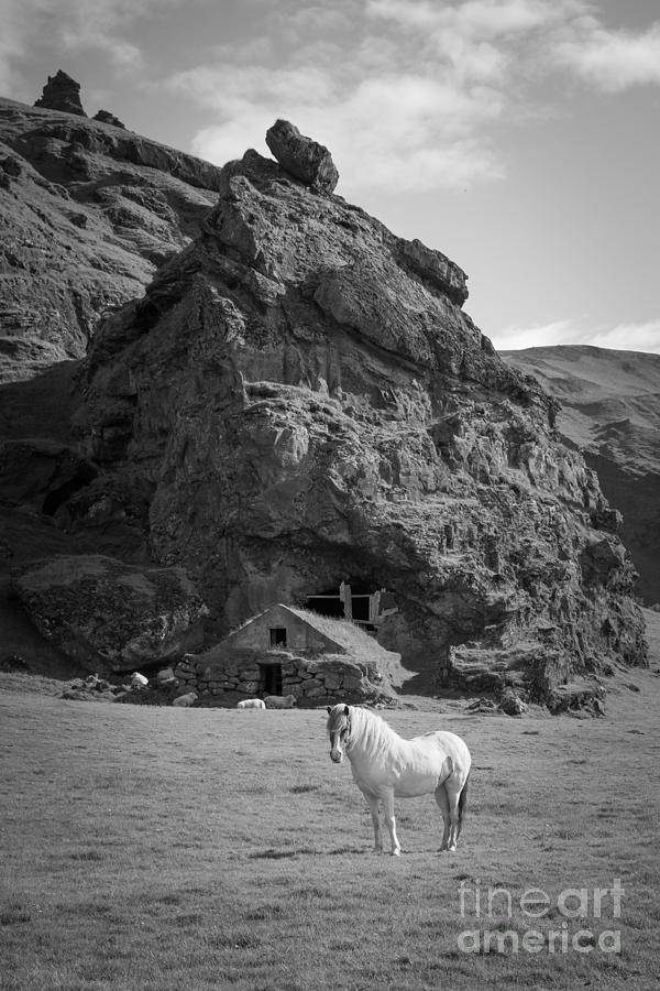 Majestic White Horse Bw Photograph