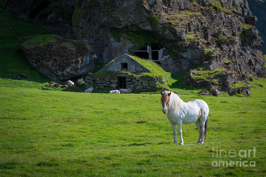 Majestic White Horse In Iceland Photograph by Michael Ver Sprill
