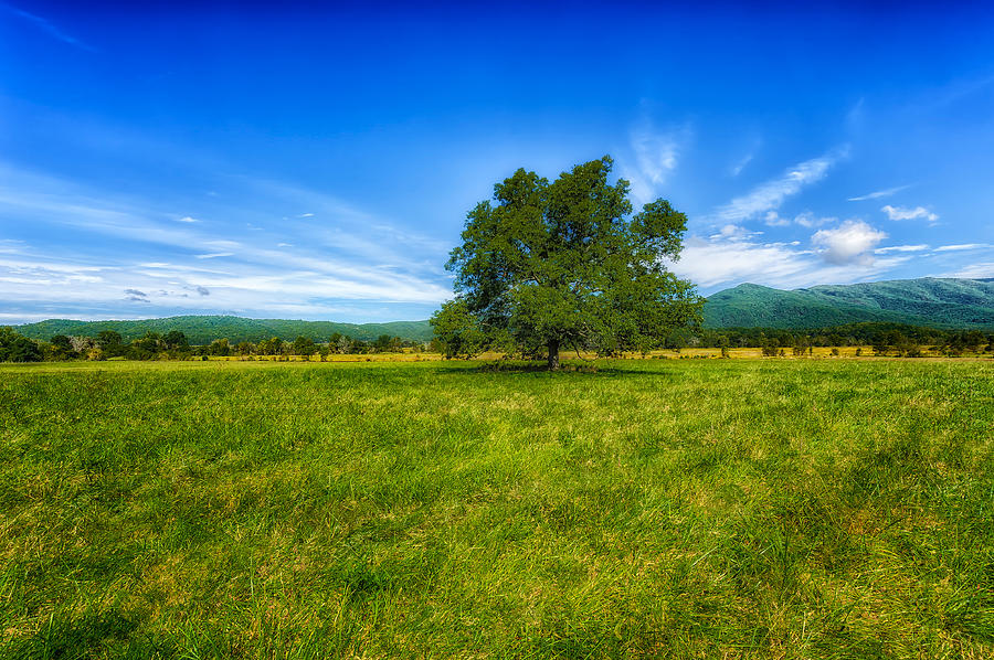 Majestic White Oak Tree In Cades Cove - 3 Photograph by Frank J Benz