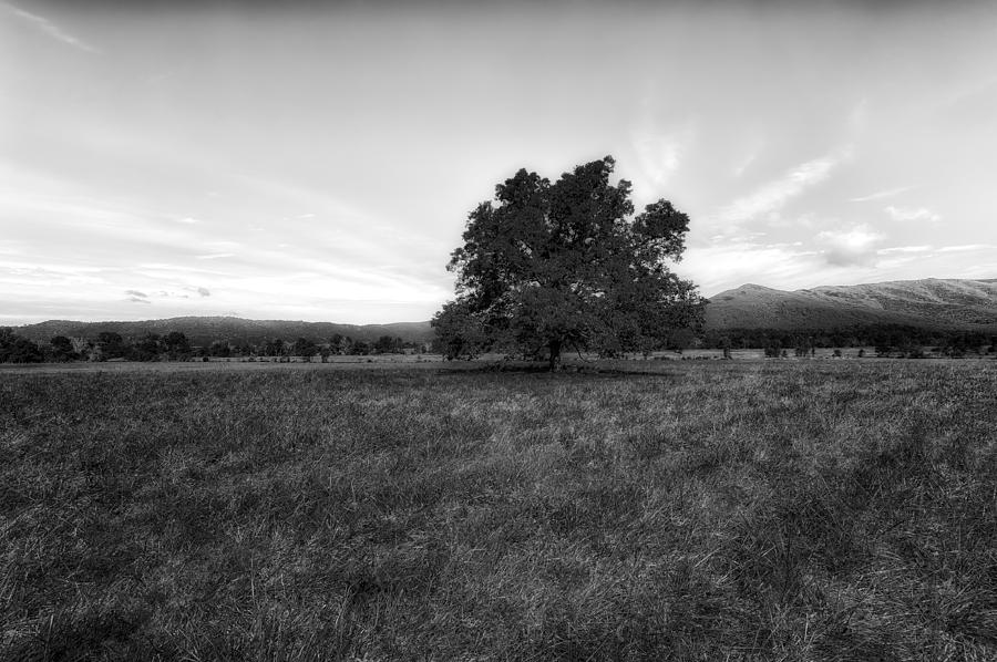 Majestic White Oak Tree In Cades Cove - 4 Photograph by Frank J Benz