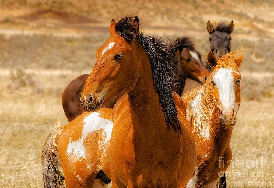 New Mexico Wild Horses Photograph - Majestic Wild Stallion by Jerry Cowart
