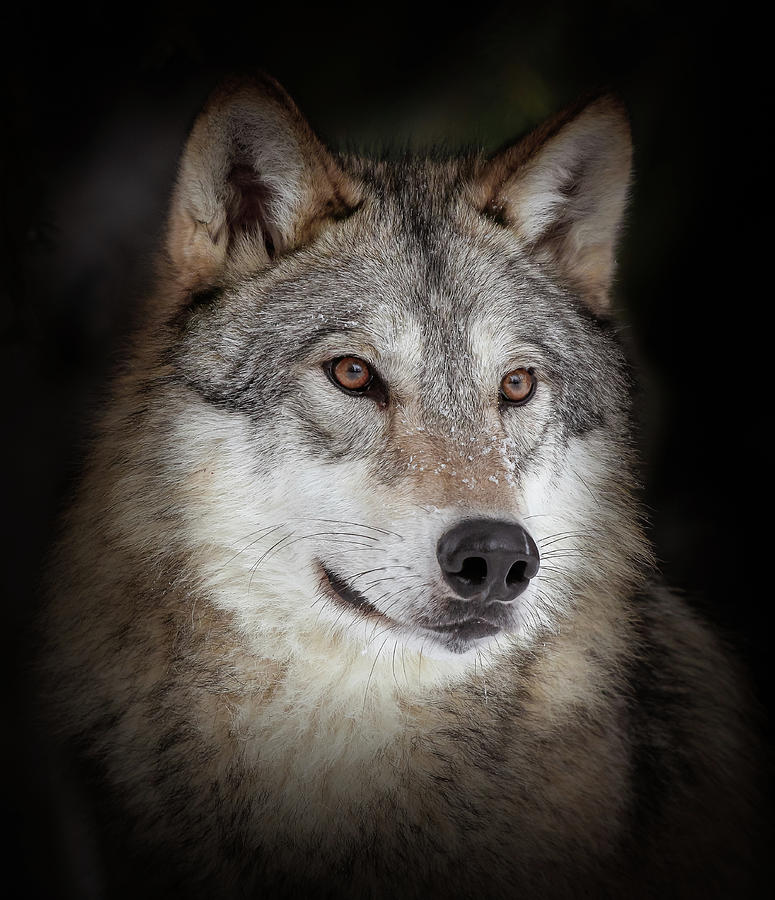 Majestic Wolf Photograph by Athena Mckinzie