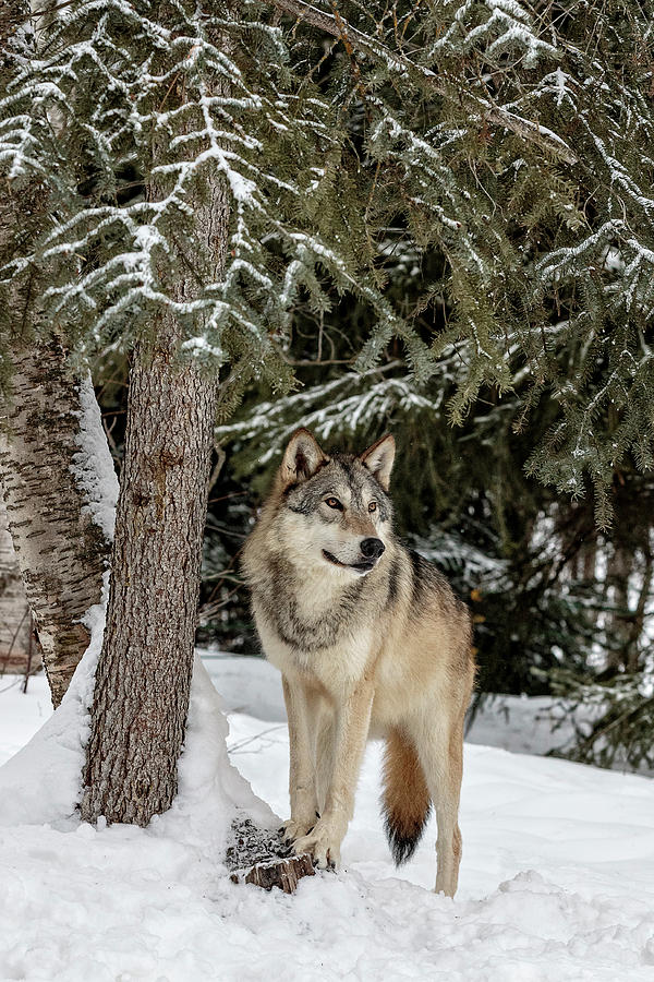Majestic Wolf Photograph by Wes and Dotty Weber