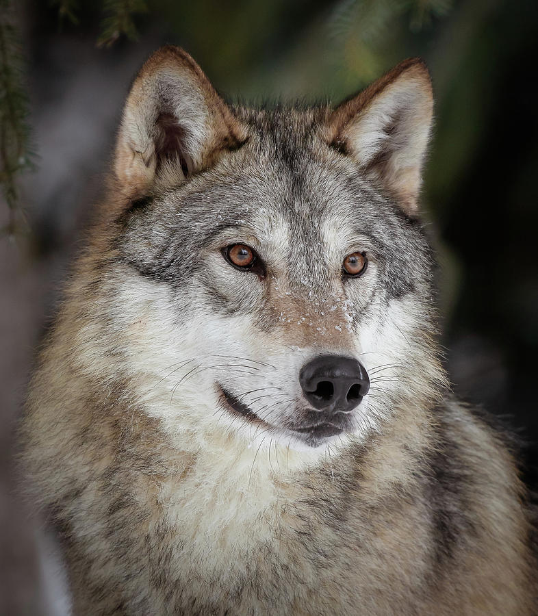 Majestic Wolf II Photograph by Athena Mckinzie