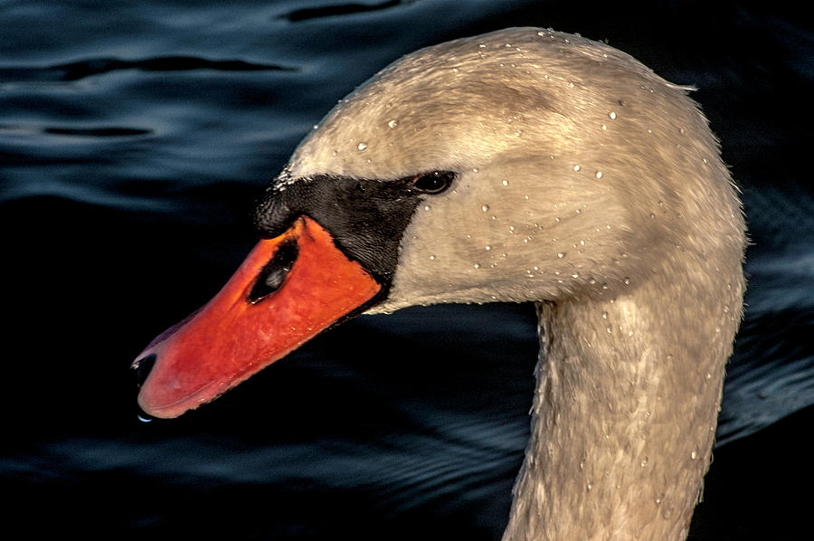 Majestical Swan Photograph by Wolfgang Stocker