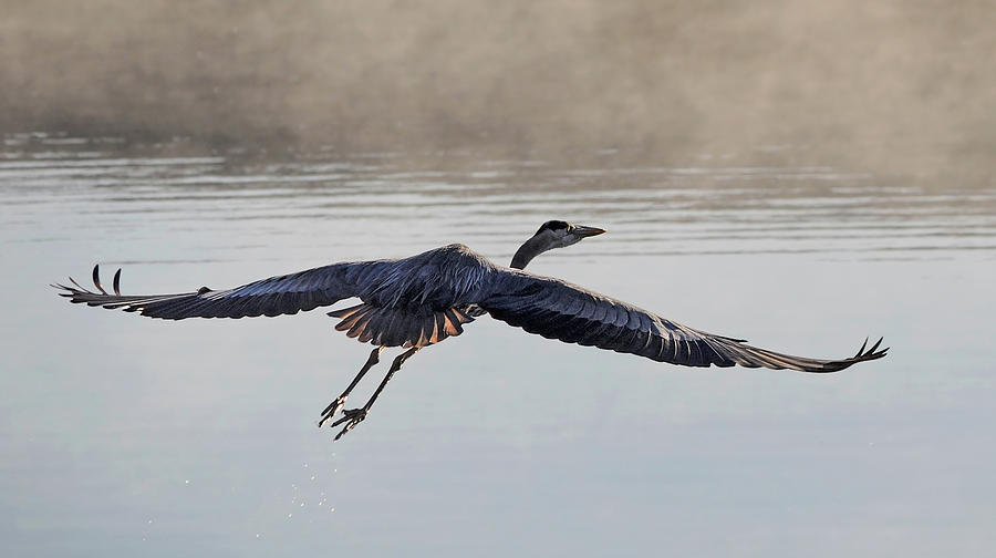Heron Photograph - Majesty in Motion by Andrew Wilson