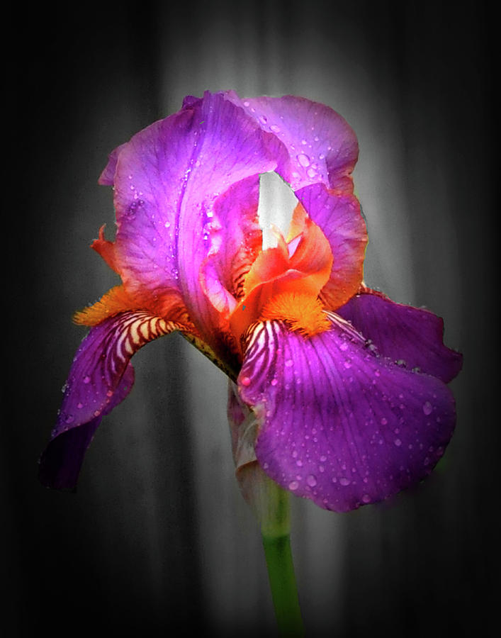 Tennessee State Flower Photograph - Majesty Iris by Angela Ford