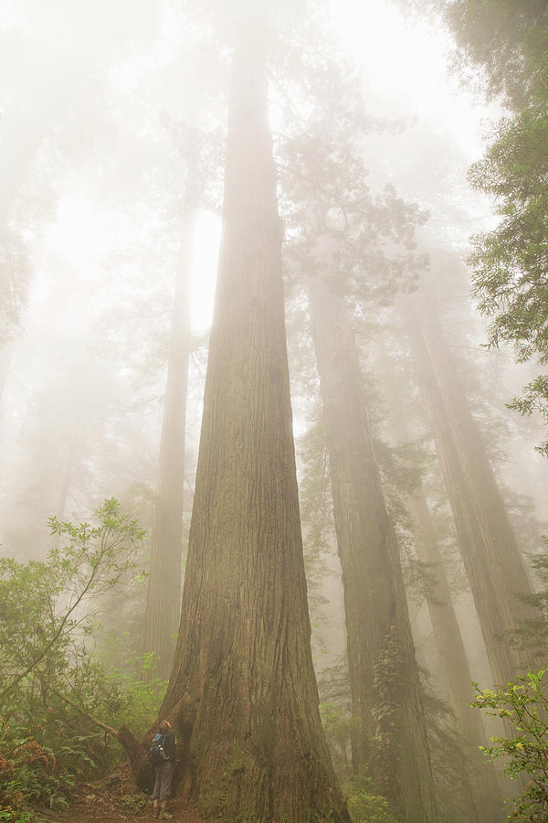 Majesty of the Redwoods Photograph by Kunal Mehra