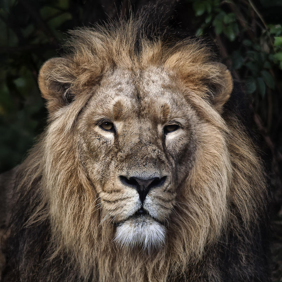 Panthera Leo Photograph - Majesty by Rob Lester