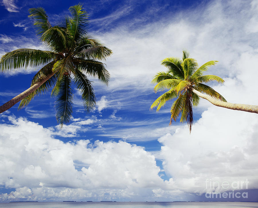 Coconut Photograph - Majuro atoll, two coconut trees lean over by Mitch Warner - Printscapes