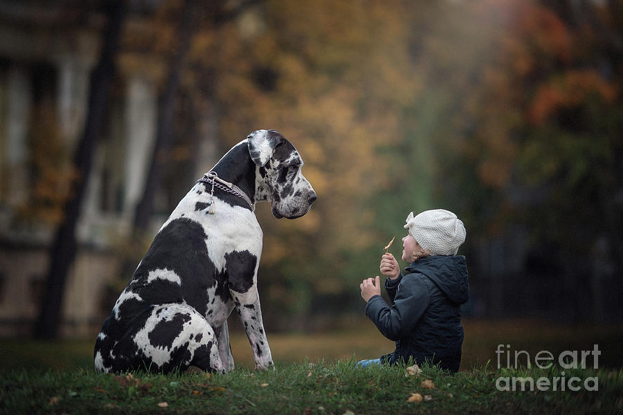 Great Dane Photograph - Make a Wish by Andy Seliverstoff