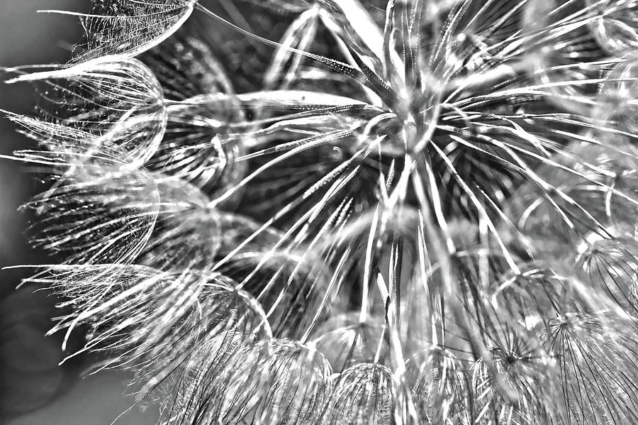 Make A Wish B / W Photograph by DiDesigns Graphics