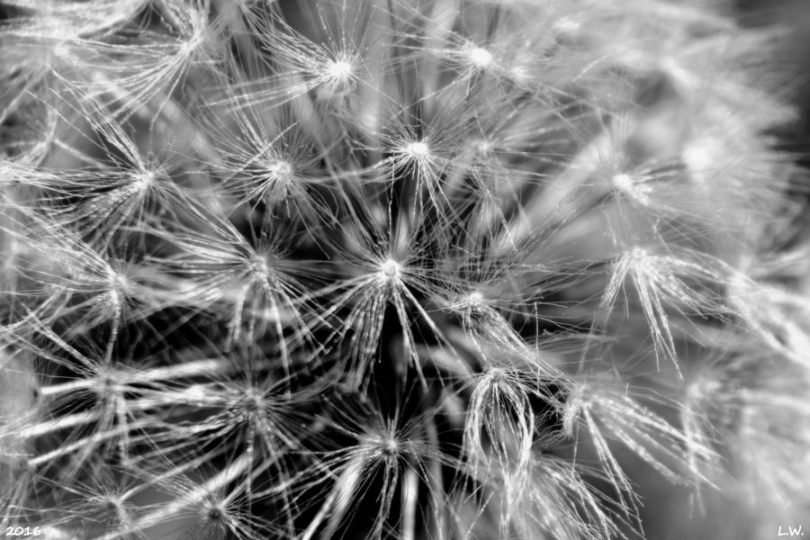 Make A Wish Black And White Photograph by Lisa Wooten