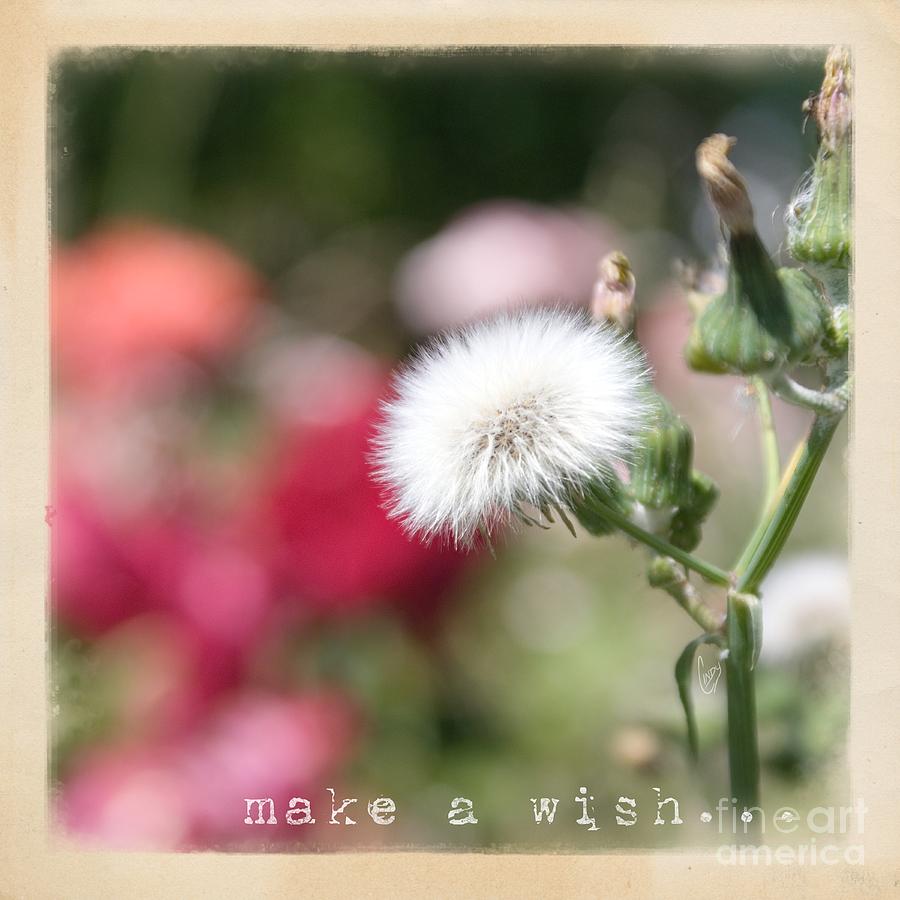 Spring Photograph - Make a wish... by Cindy Garber Iverson