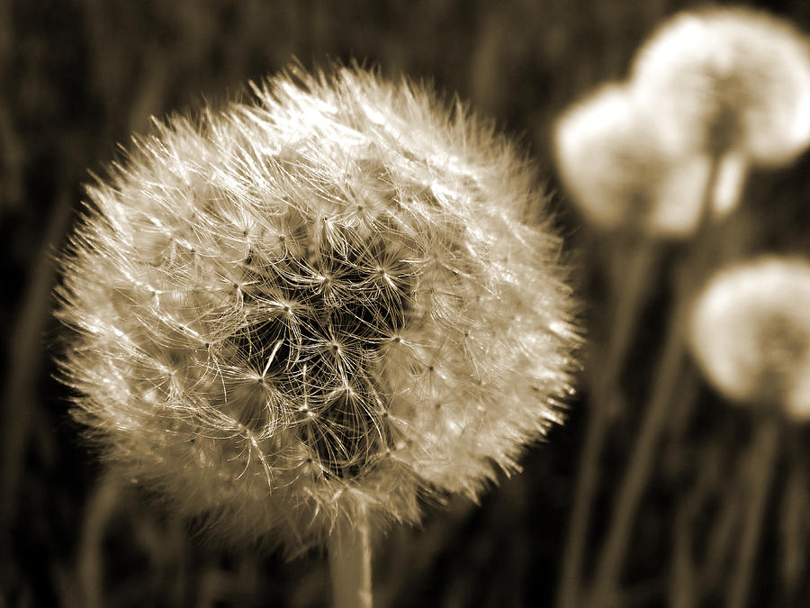 Make-a-wish Dandelion Sepia Photograph by David T Wilkinson