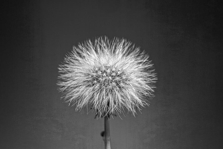Make a Wish on a Dandelion Photograph by Catherine Reading