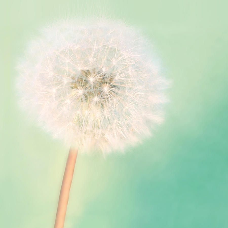 Make a Wish - Square Version Photograph by Amy Tyler