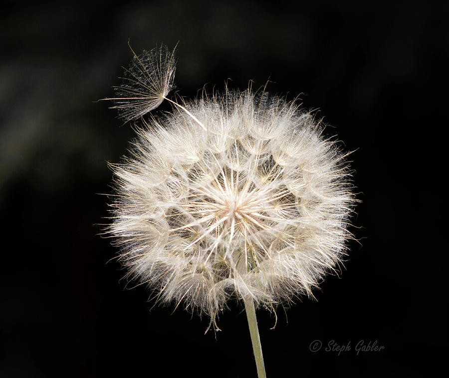 Make a Wish Photograph by Steph Gabler