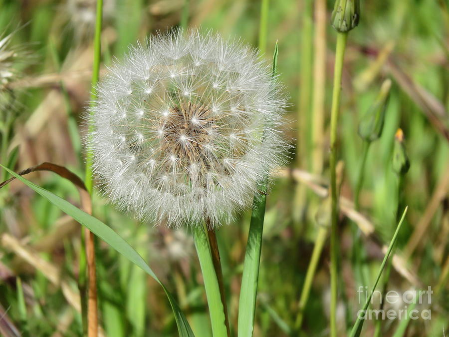 Nature Photograph - Make a wish by Suzanne Leonard