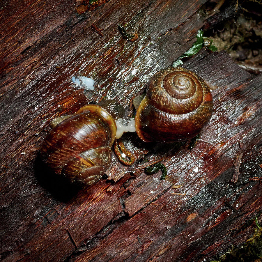 Make it slow. Copse snail Photograph by Jouko Lehto