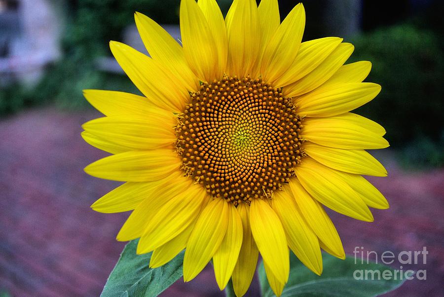 Sunflower Photograph - Makes  Me and You Smile by John S