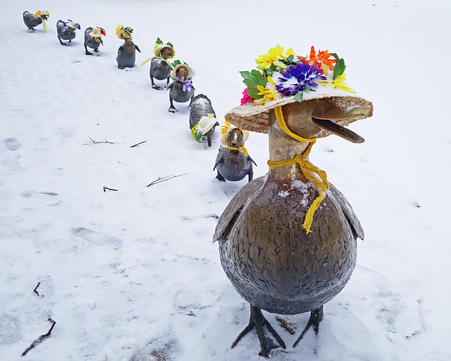 Make Way for Ducklings a Little Early for the Spring Bonnets Photograph by Toby McGuire