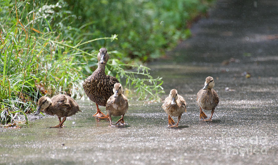 Duck Photograph - Make Way for Ducklings by Cathy Fitzgerald