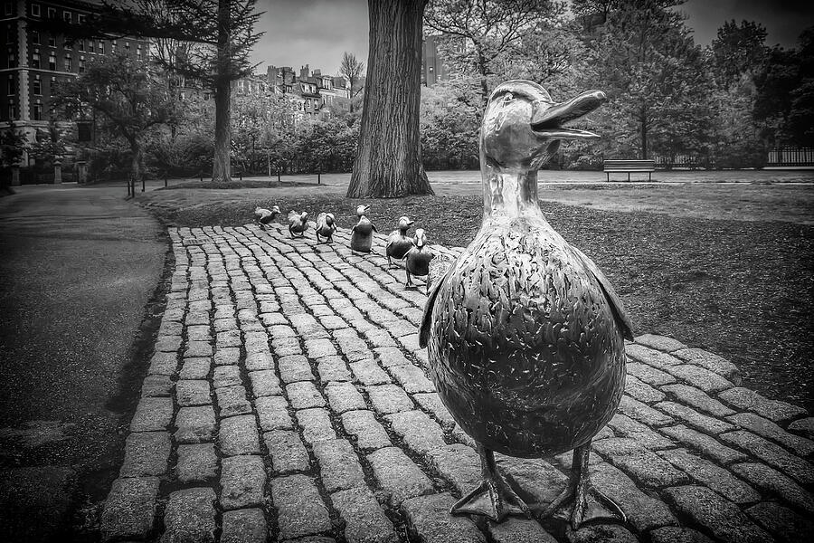 Make Way For Ducklings in Boston Black and White Photograph by Carol Japp
