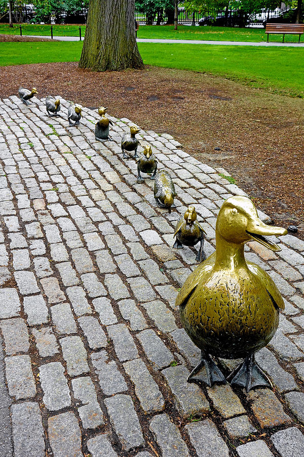 Make Way for Ducklings Study 1 Photograph by Robert Meyers-Lussier