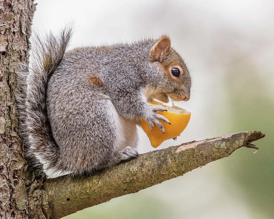 Squirrel Photograph - Making Lemonade From Lemons by Morris Finkelstein