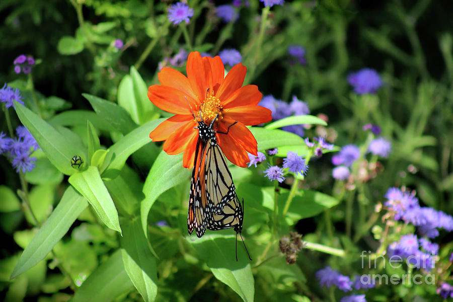 Making Monarchs Photograph by Karen Adams
