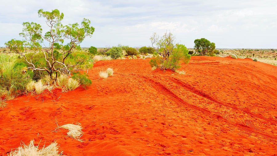 Making Tracks in the Dunes - Red Centre Australia Photograph by Lexa Harpell