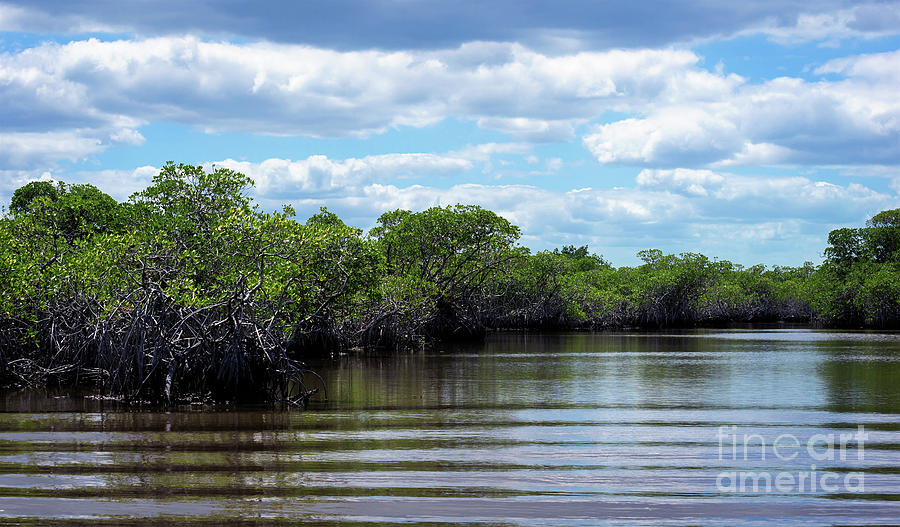 Making Waves In The Everglades Photograph