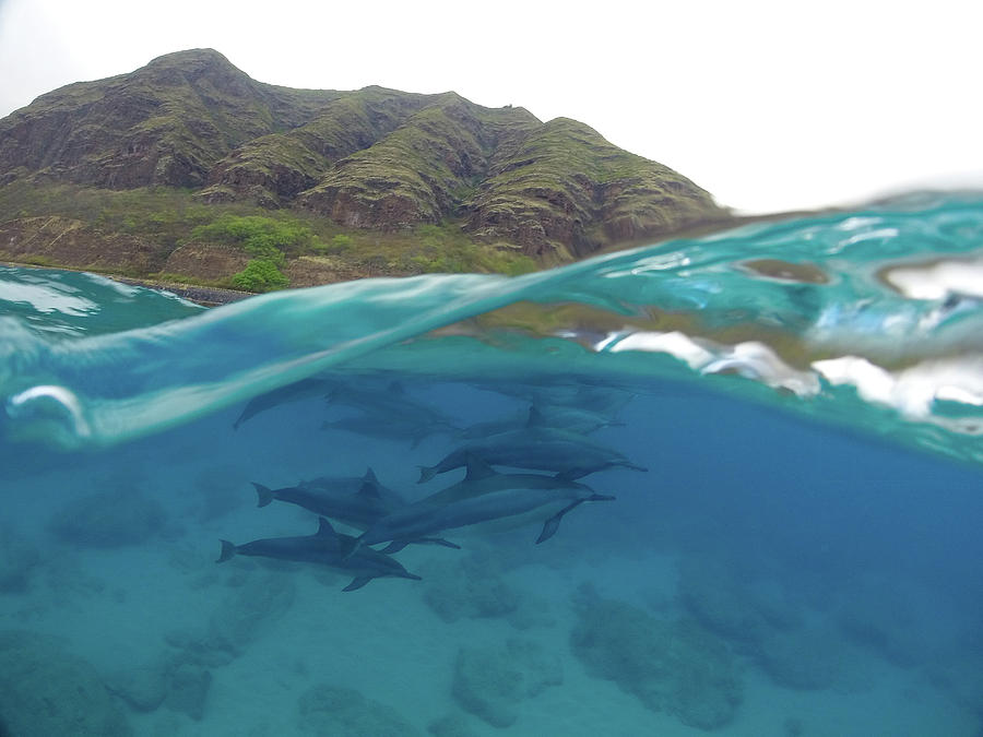 Dolphin Photograph - Makua Dolphins by Megan Martens