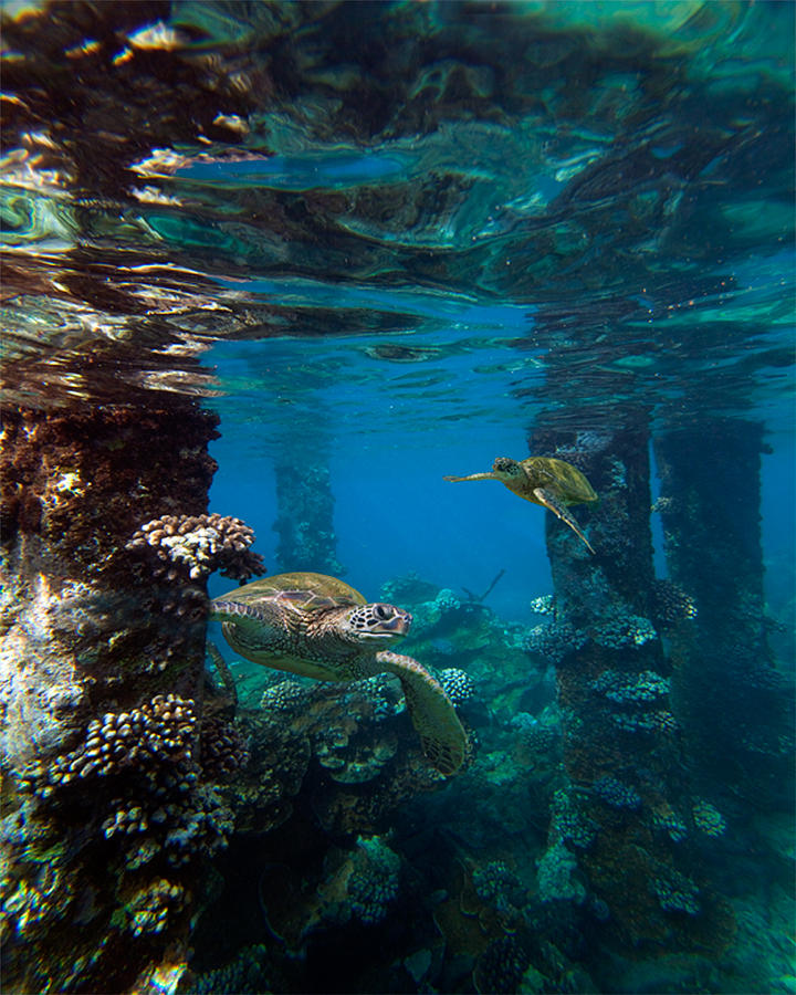 Mala Turtles Photograph by James Roemmling